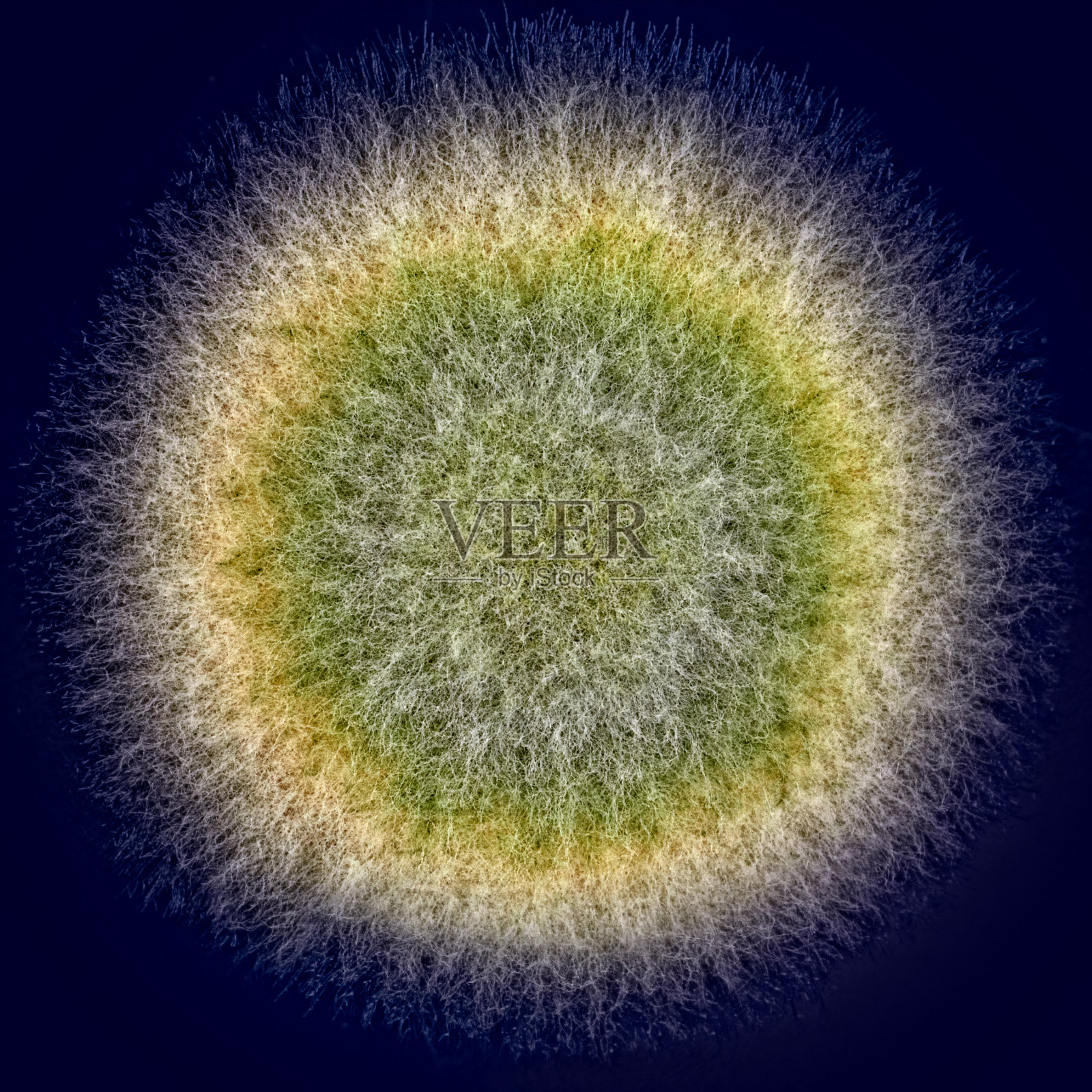 微距拍摄模糊的绿色霉菌照片摄影图片