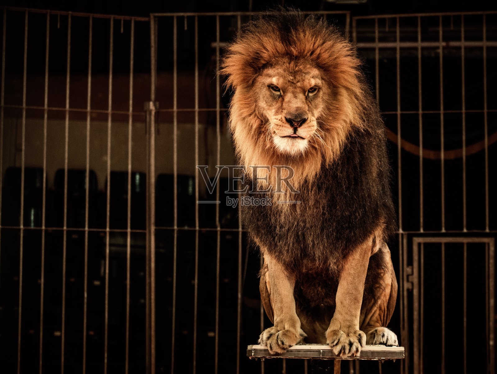 马戏团笼子里的狮子照片摄影图片
