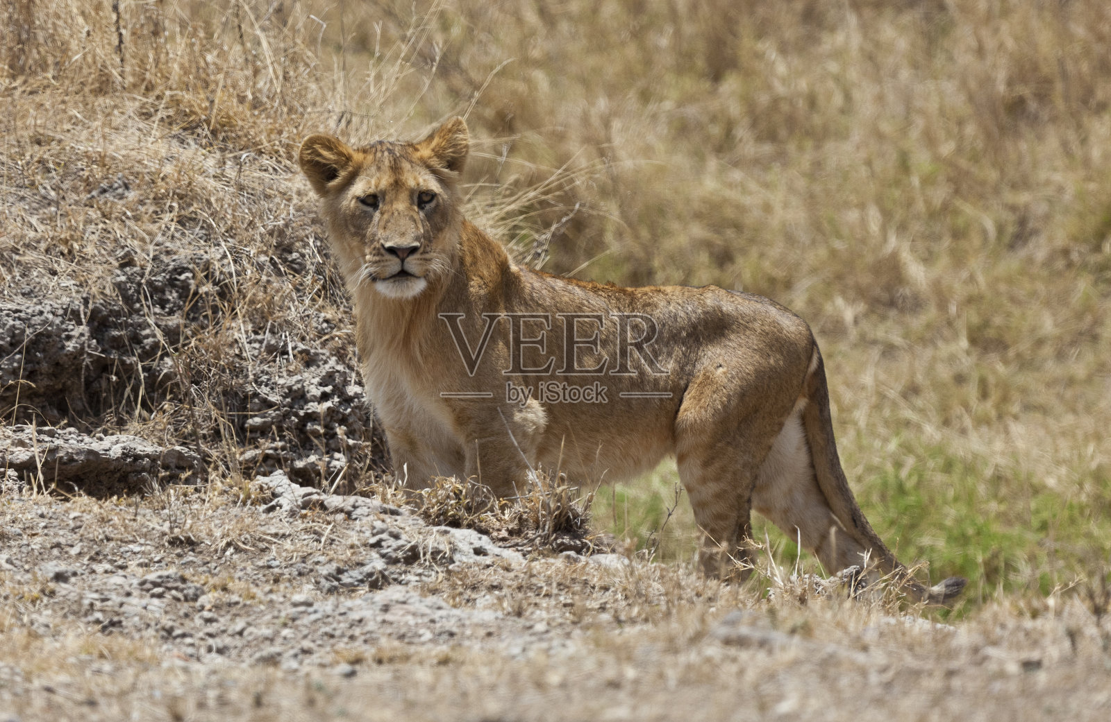 雌狮子在坦桑尼亚的塞伦盖蒂平原徘徊照片摄影图片