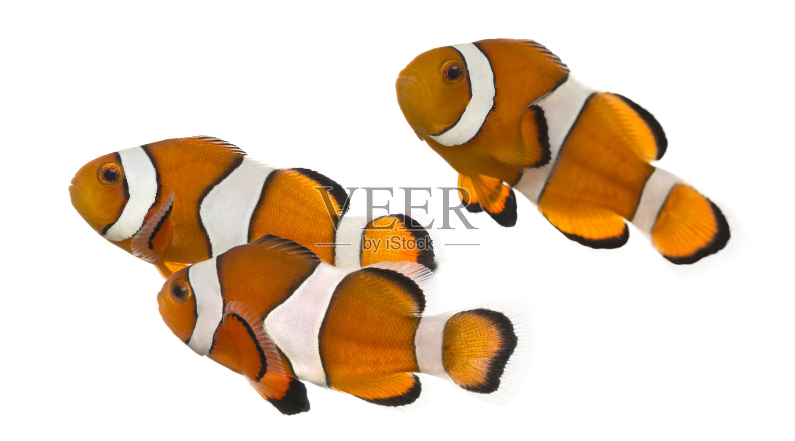 三条橙色和白色的独眼小丑鱼在白色上照片摄影图片