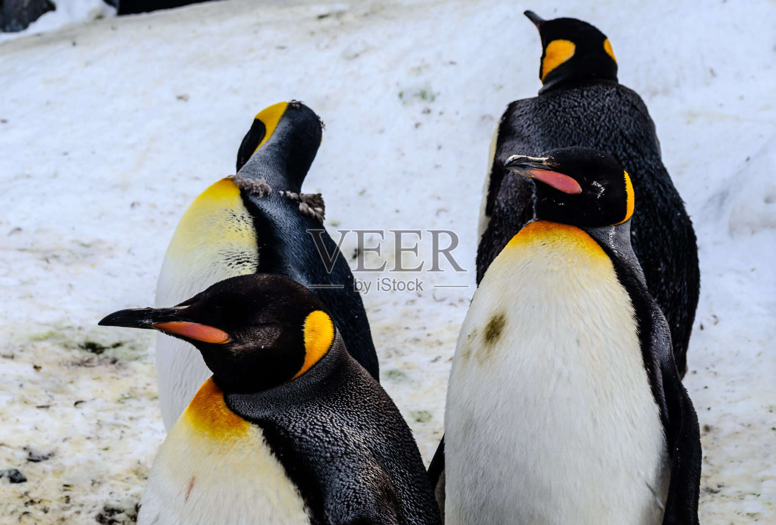 日本动物园的企鹅照片摄影图片
