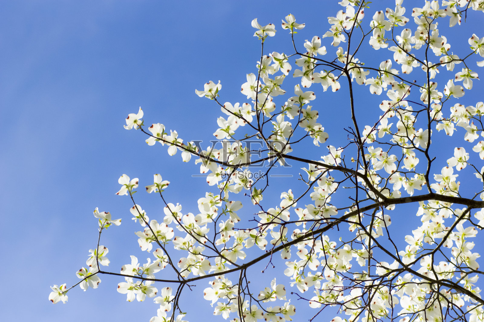 盛开的山茱萸枝对春天的天空照片摄影图片