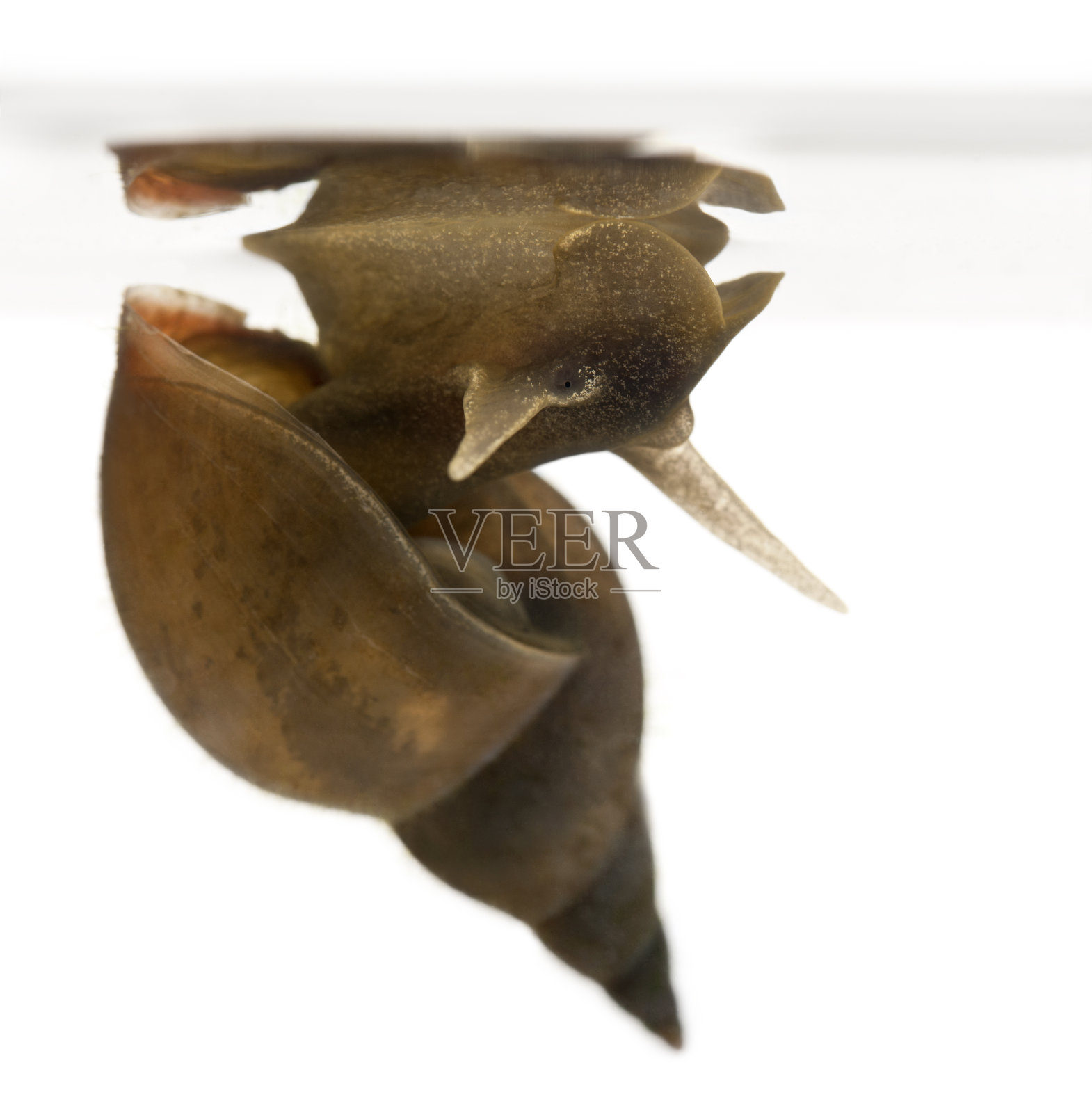 大池塘蜗牛，一种淡水蜗牛，照片摄影图片