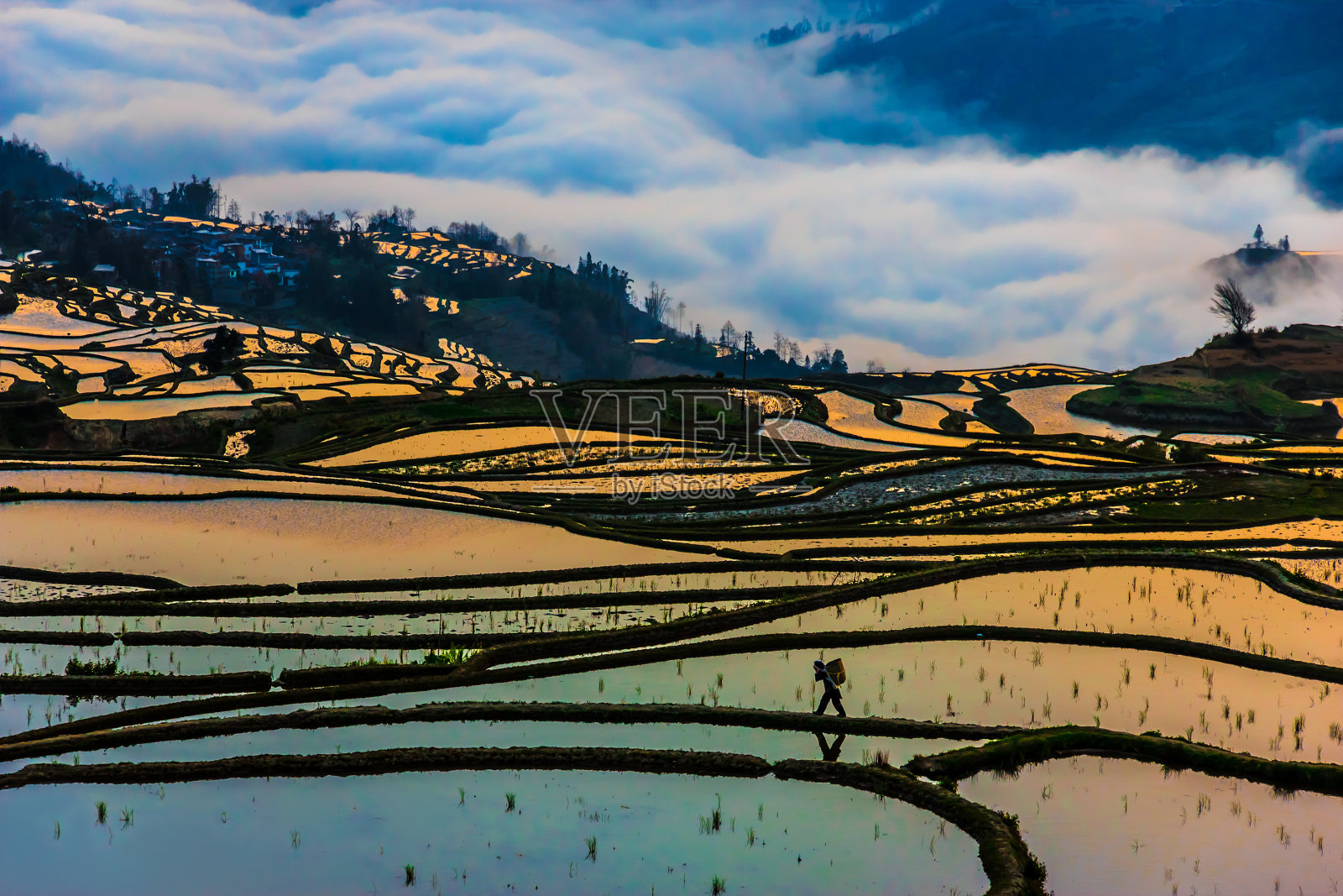 中国稻田和农民散步的晨景照片摄影图片