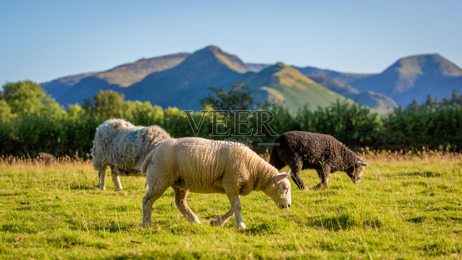 在英国坎布里亚郡放牧的赫德威克绵羊照片摄影图片