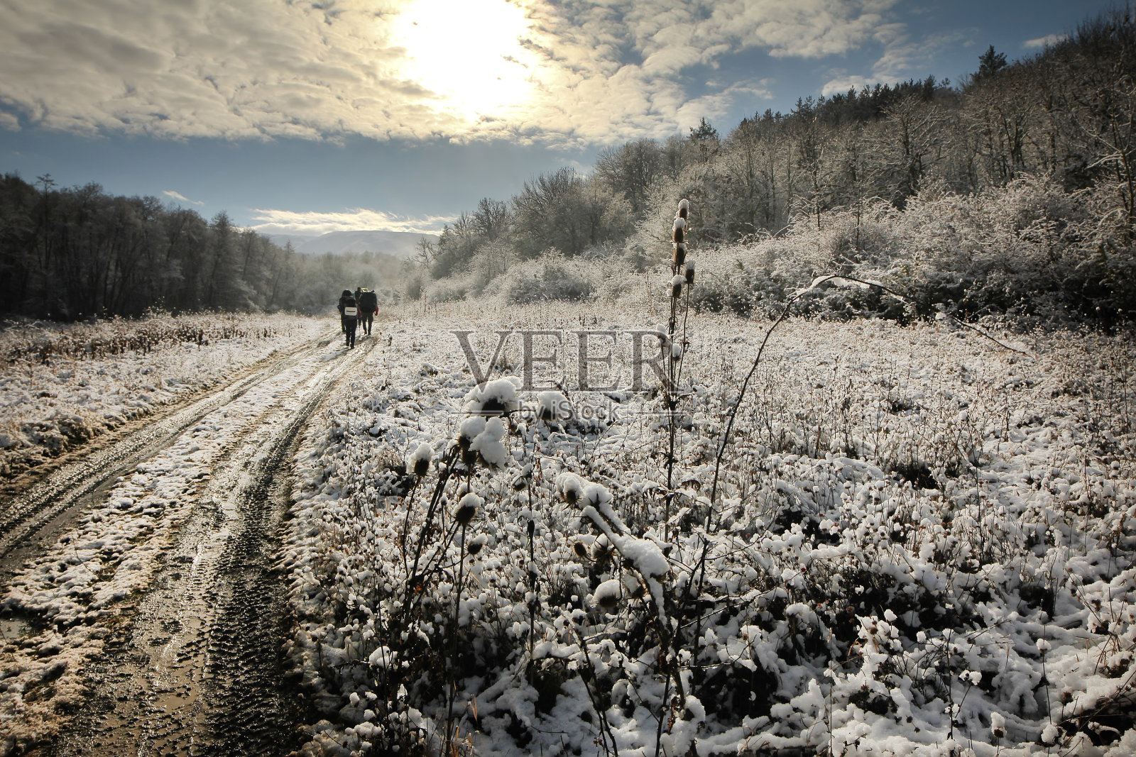 冬天阳光明媚的路在雪山森林景观照片摄影图片