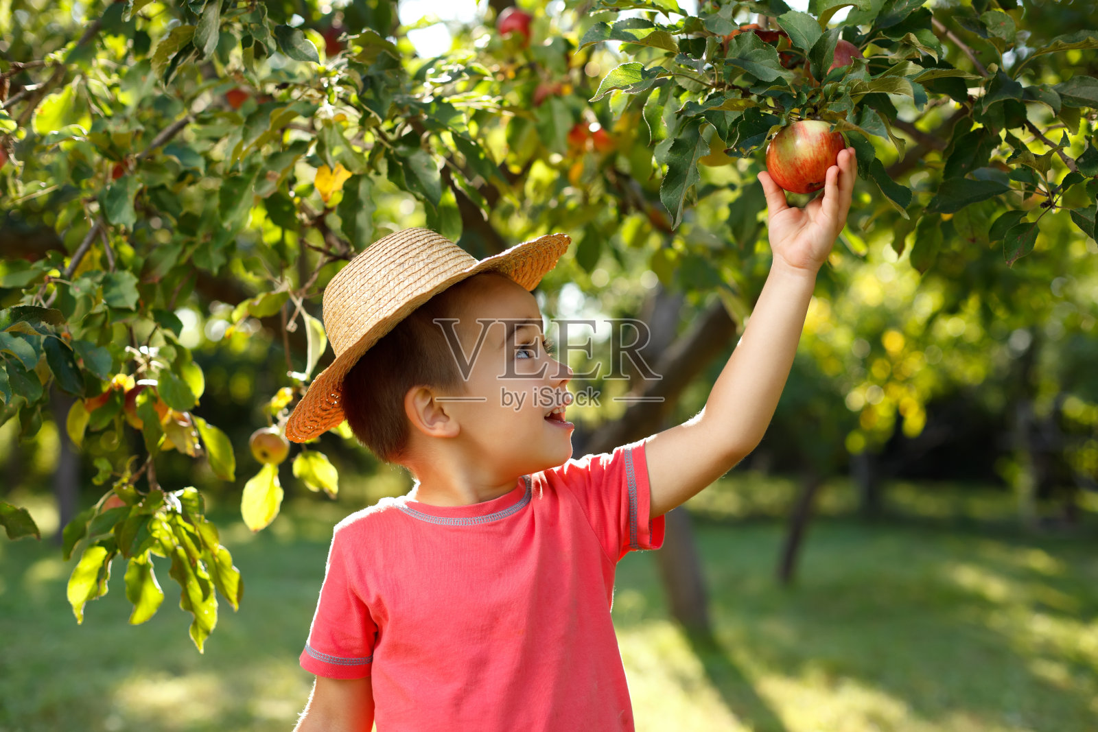 快乐的小男孩在摸苹果照片摄影图片