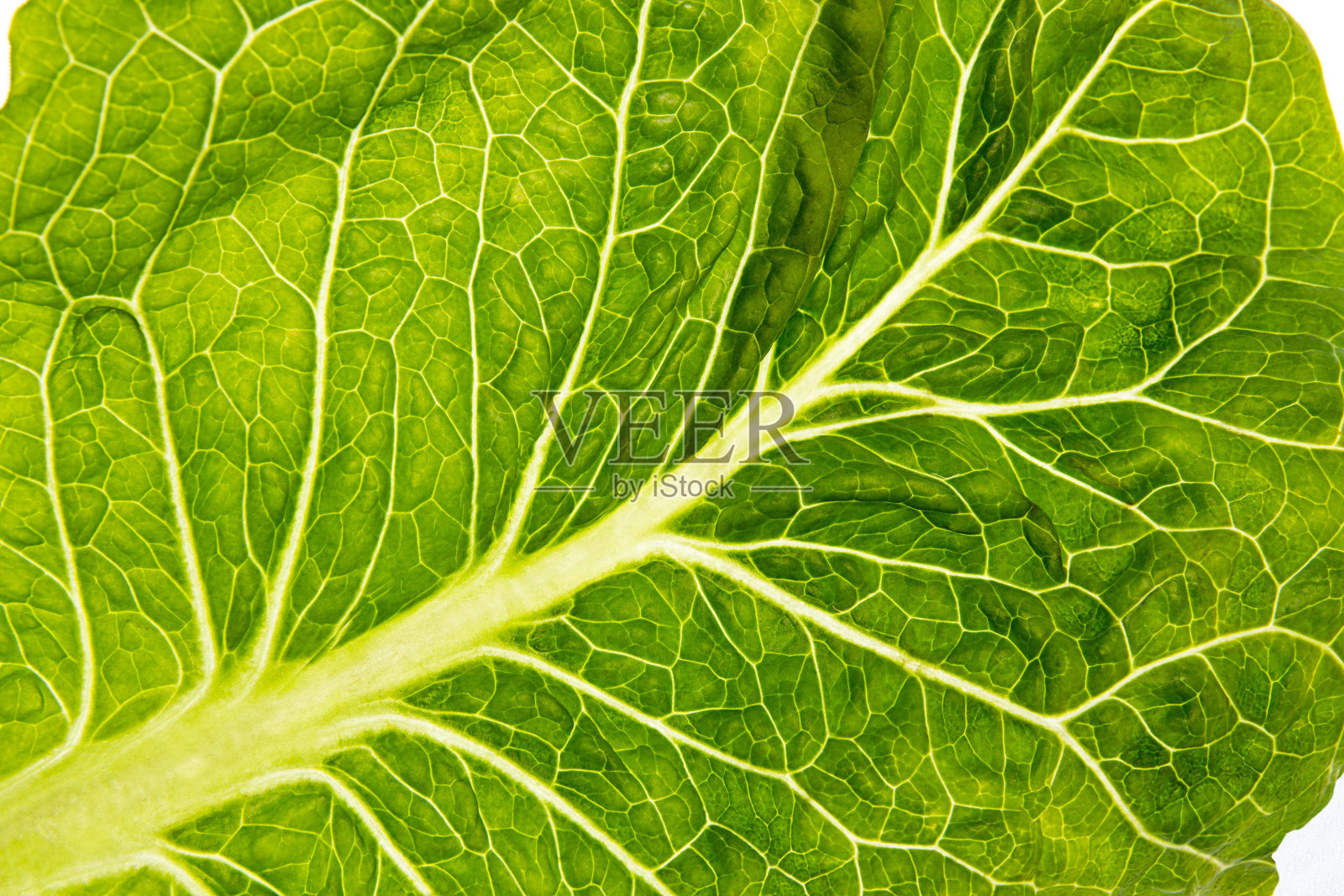 新鲜有机长叶莴苣沙拉叶的微距镜头。照片摄影图片