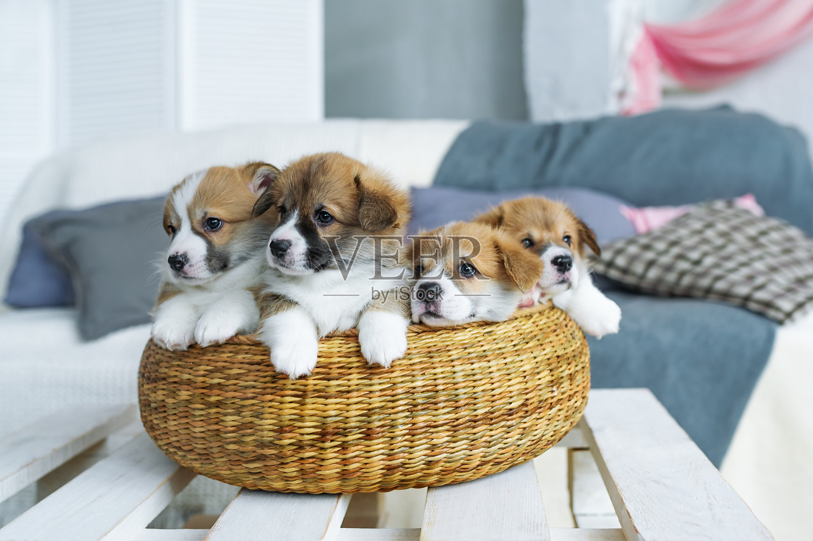篮子里有四只可爱的小狗。3月8日之前送你一份礼物。照片摄影图片