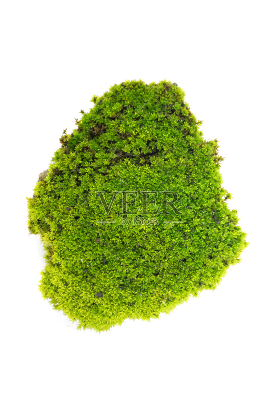 在白色背景上孤立的绿色苔藓照片摄影图片