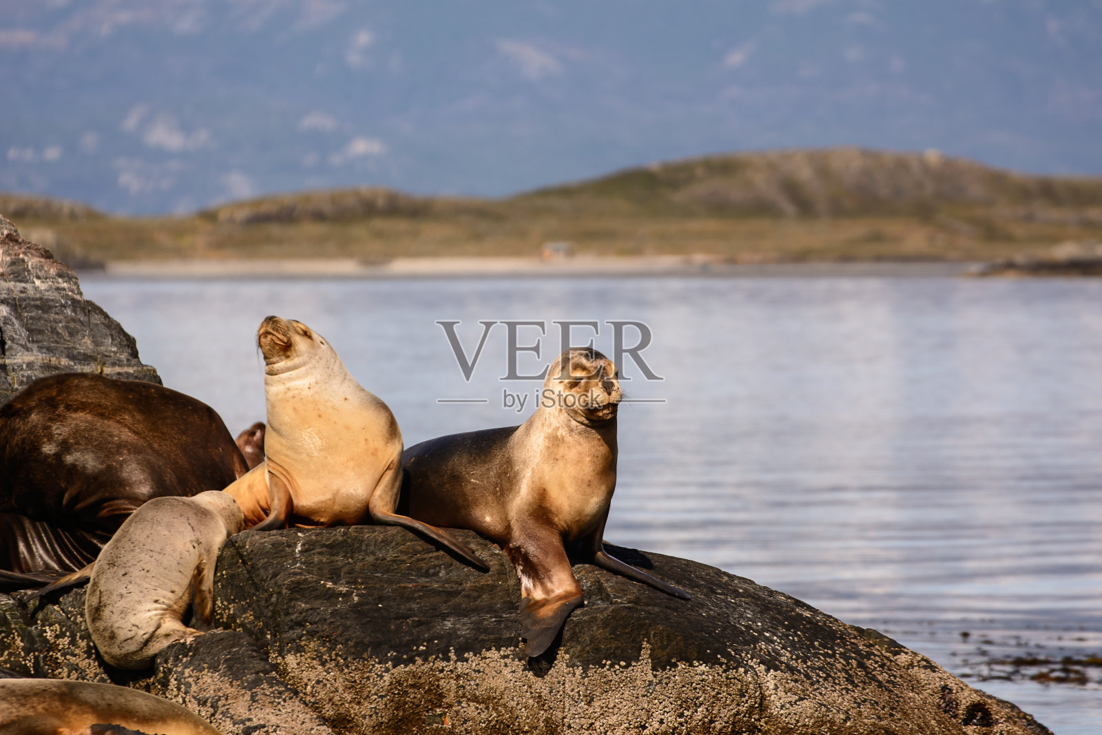 乌斯怀亚附近比格尔海峡岛上的海狮(阿根廷)照片摄影图片