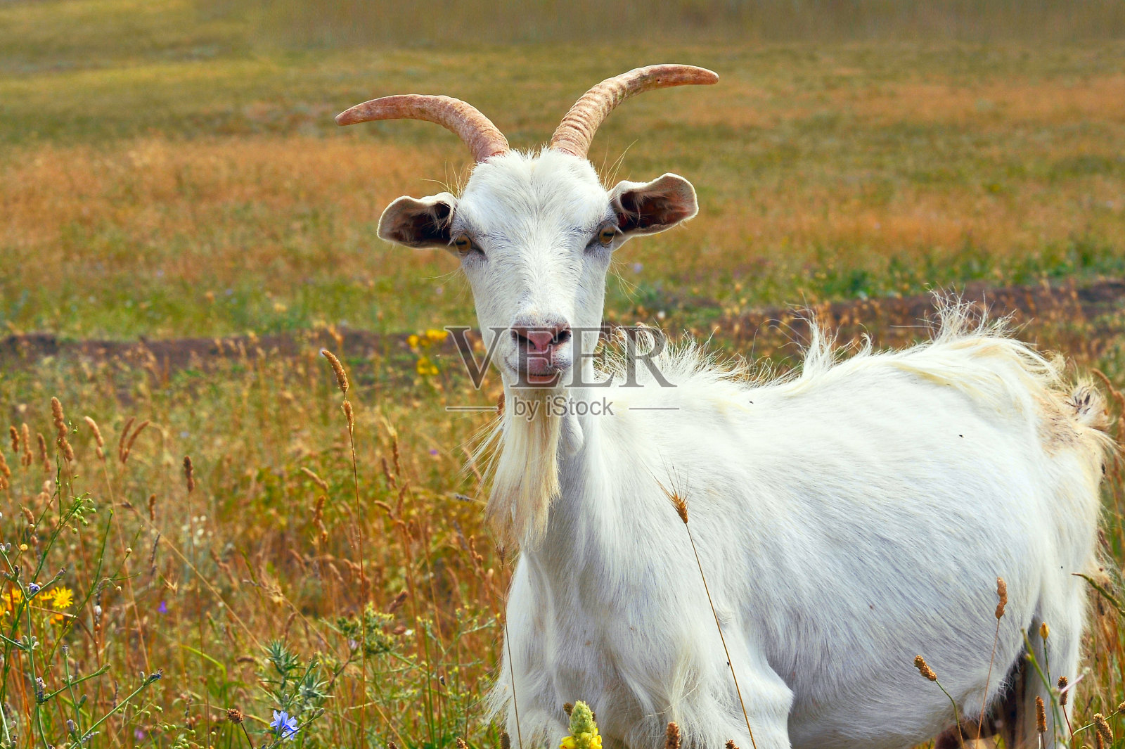 黄草背景上的白山羊照片摄影图片
