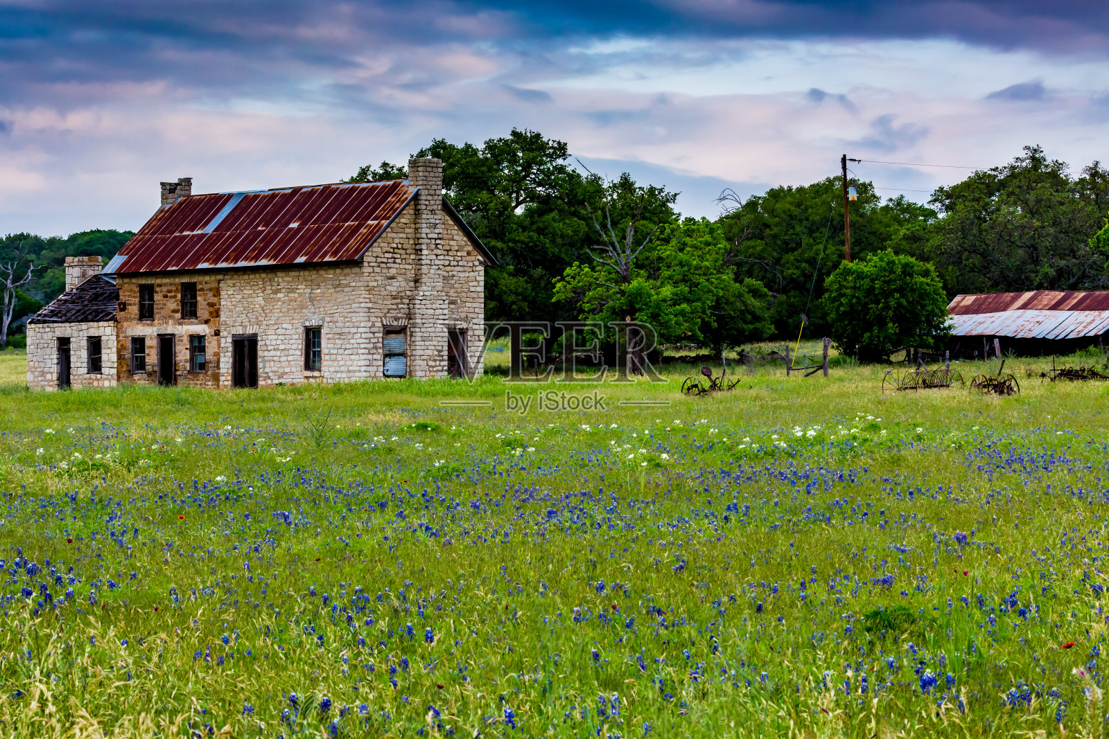 老废弃的德州宅地农舍与蓝矢车菊和其他德州野花照片摄影图片