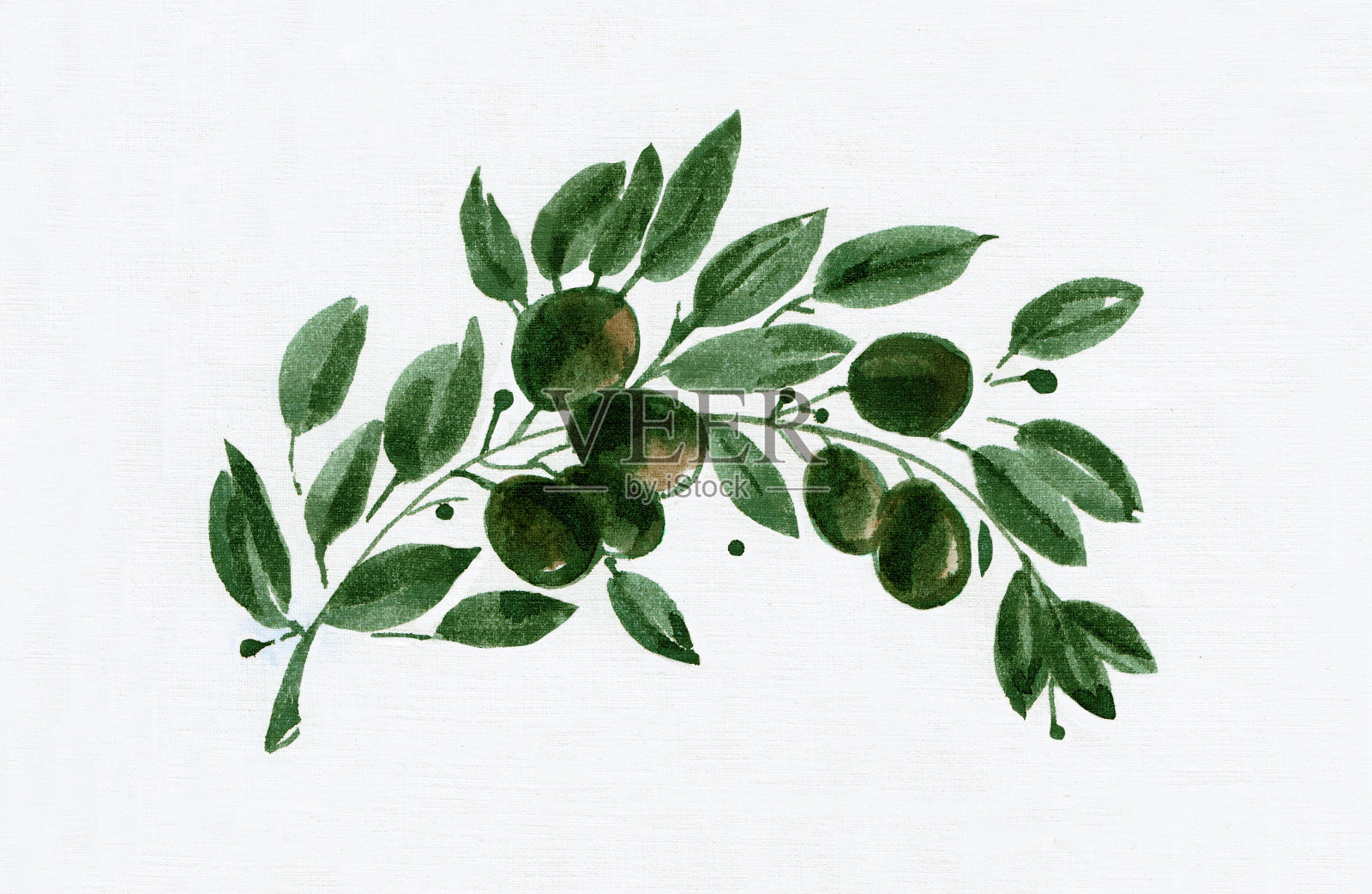 橄榄枝，水彩画，白色背景插画图片素材