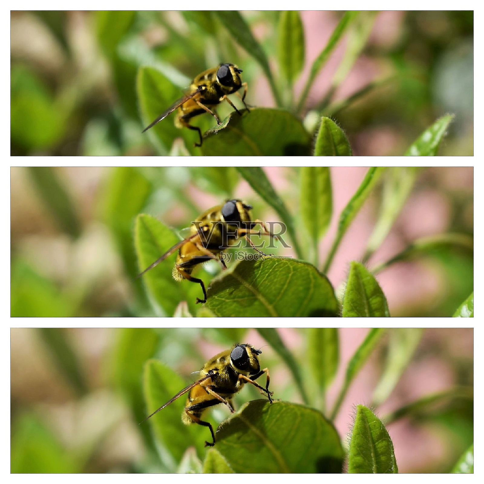 蜜蜂在花朵照片摄影图片