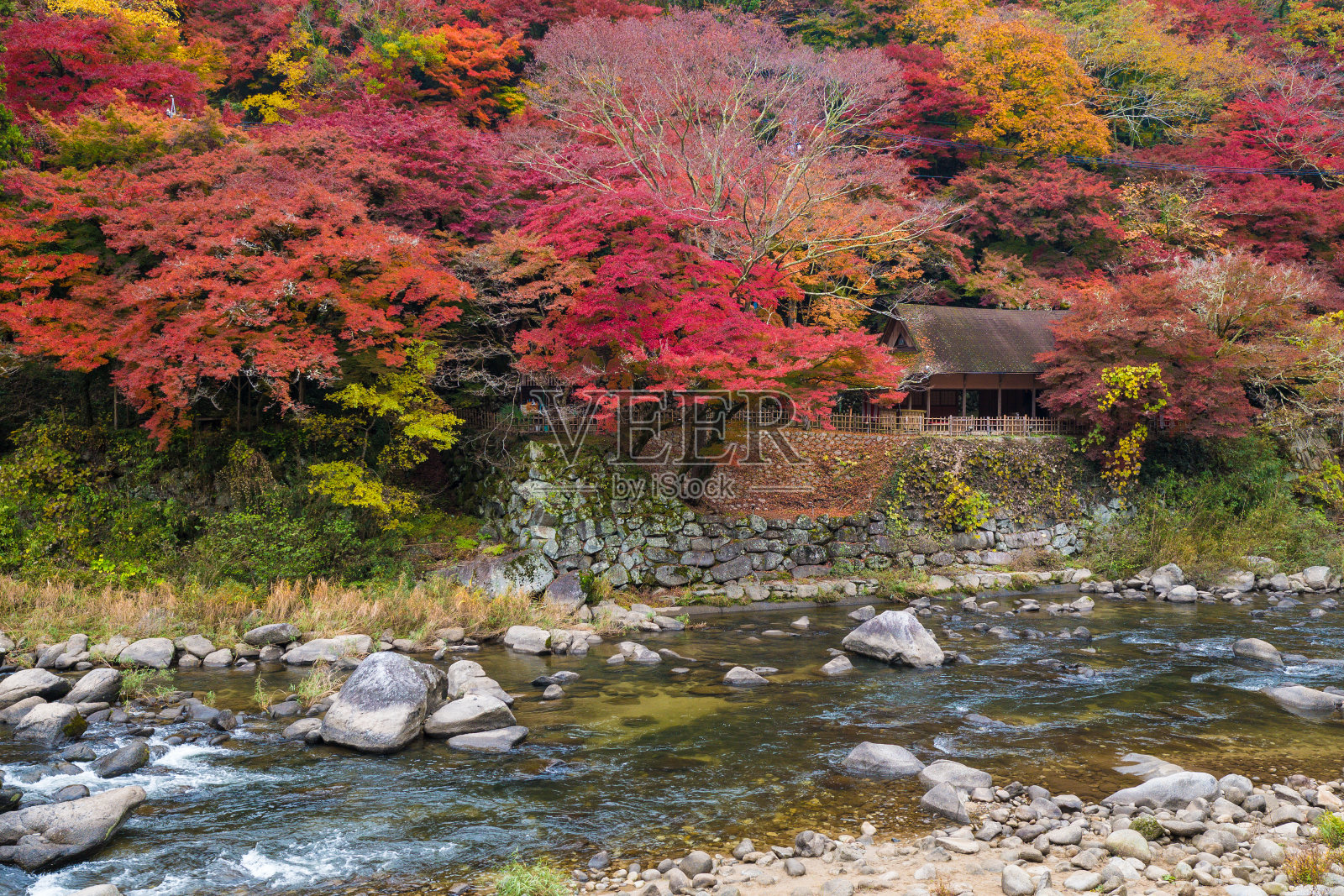 美丽的秋叶两岸的Korankei，爱知县，日本。照片摄影图片