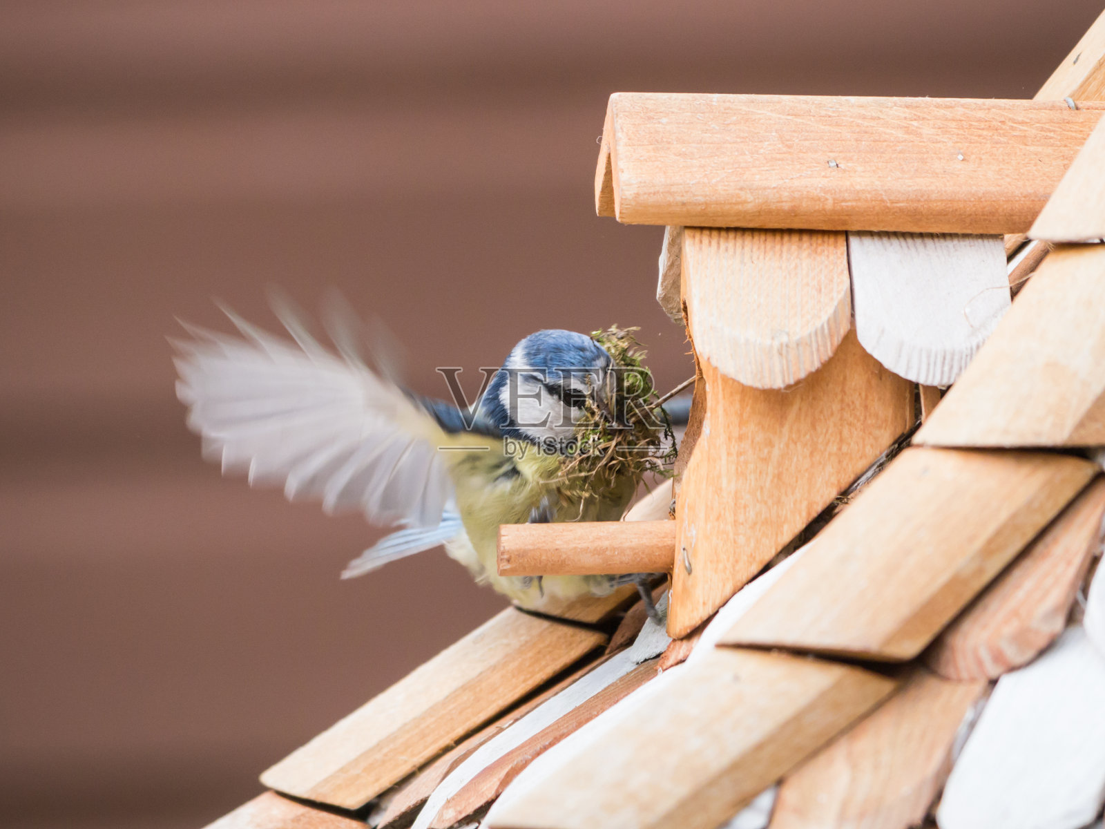 蓝山雀降落在他筑巢的鸟屋上。照片摄影图片