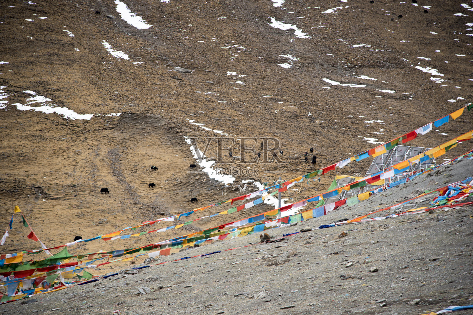 野外的牦牛在喜马拉雅山上挂着经幡照片摄影图片