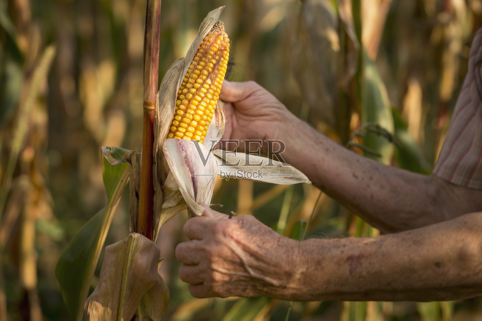 玉米作物照片摄影图片