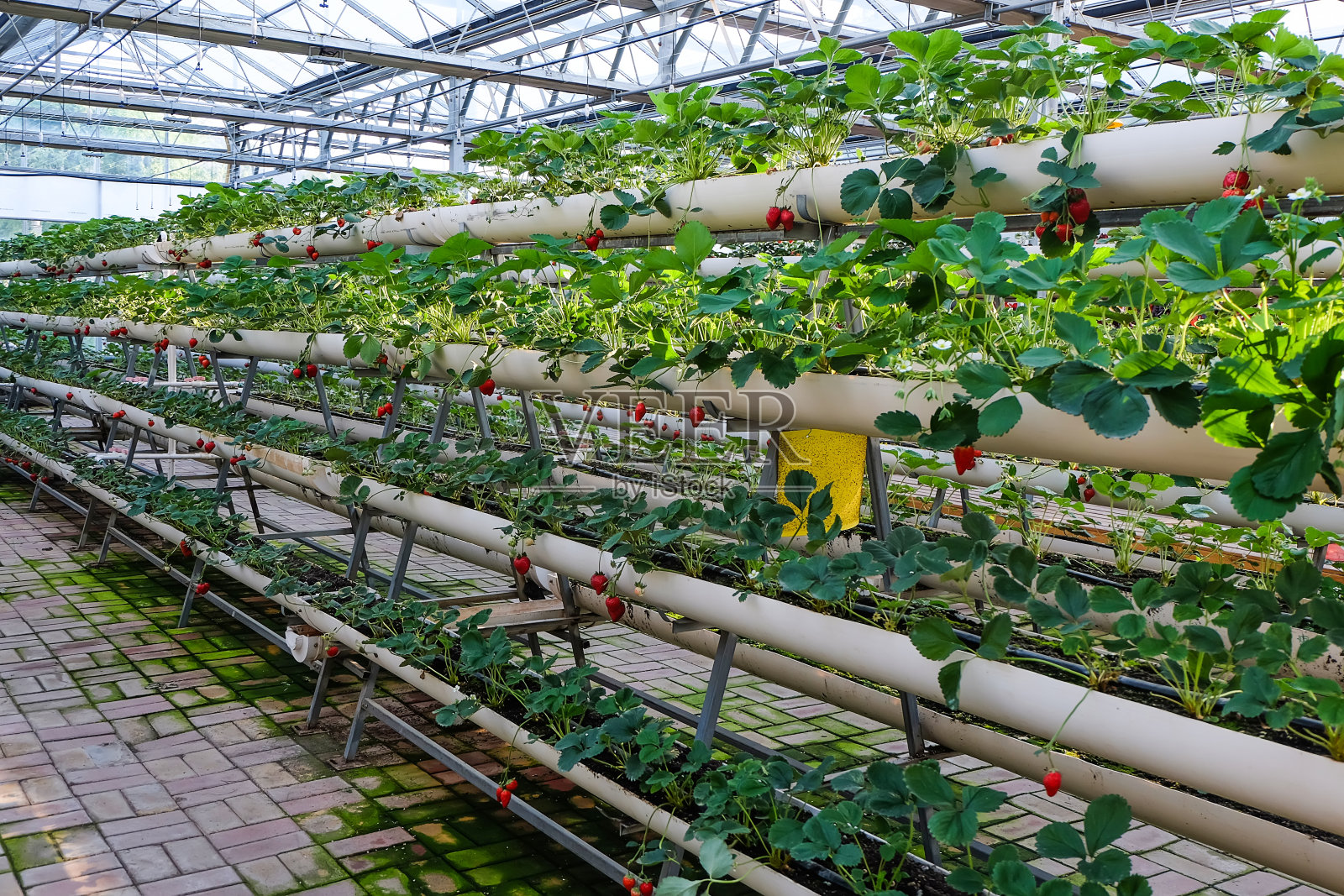 温室蔬菜工厂照片摄影图片