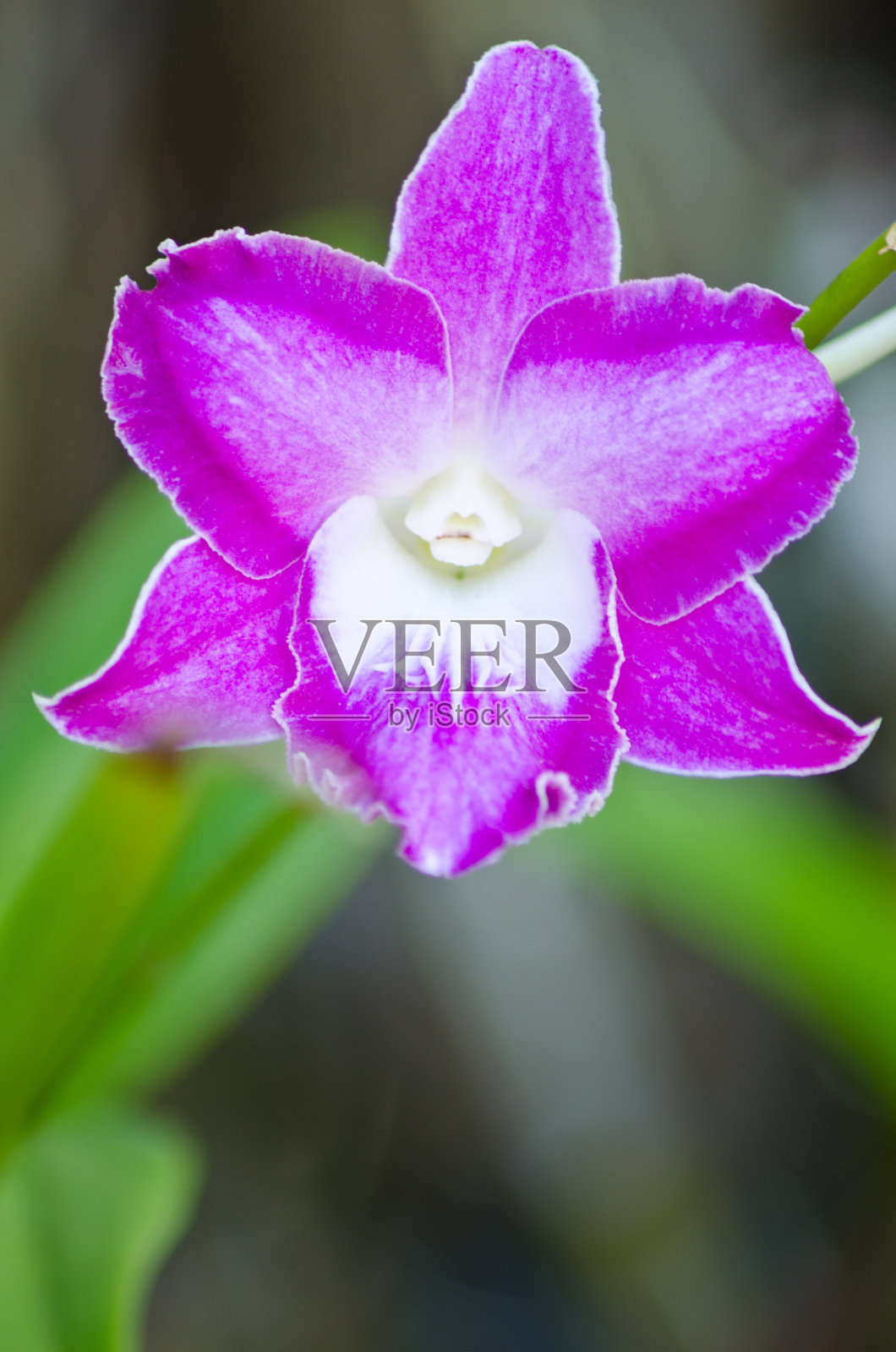 紫色的兰花照片摄影图片
