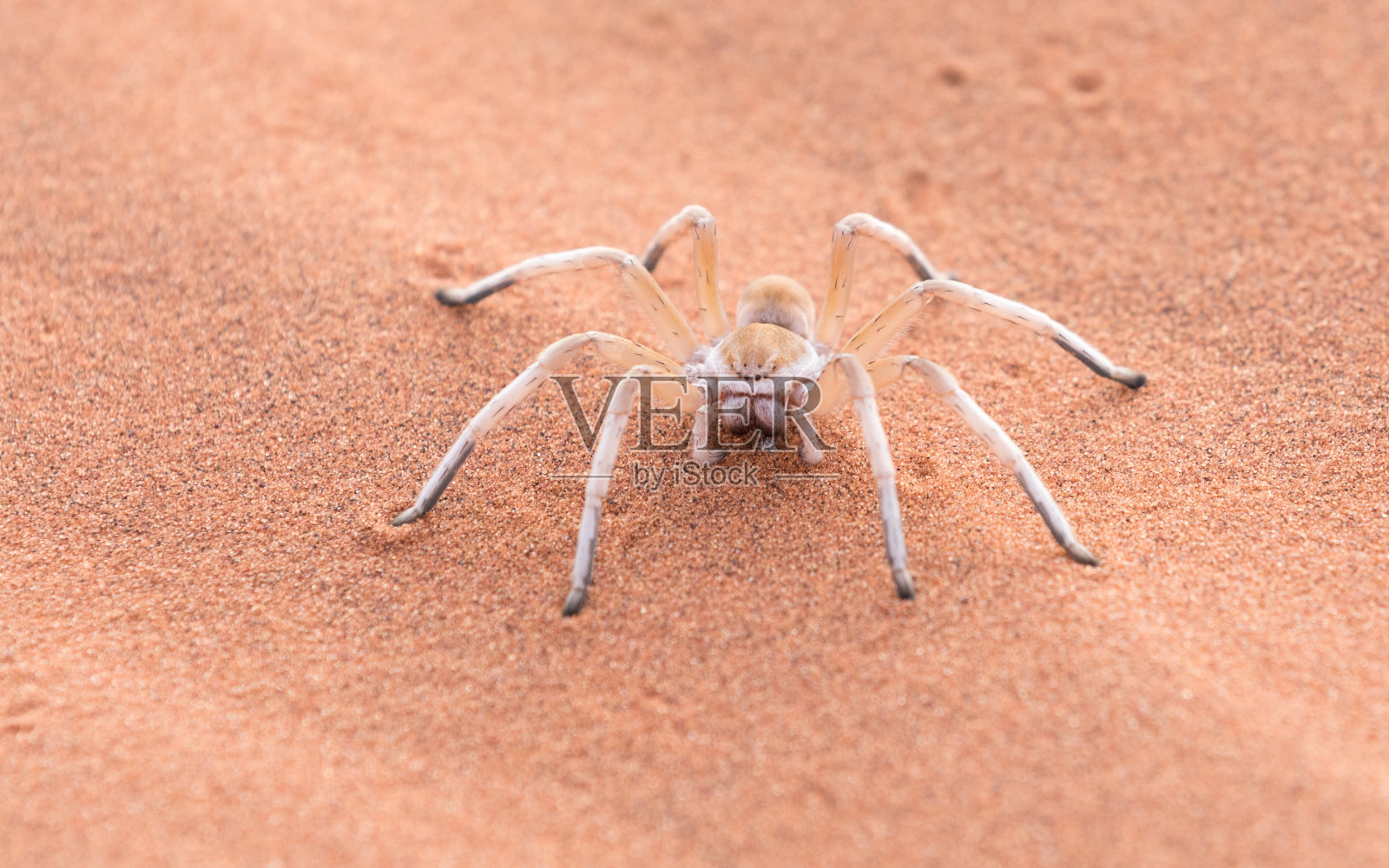 跳舞的白蜘蛛，纳米比亚，非洲照片摄影图片
