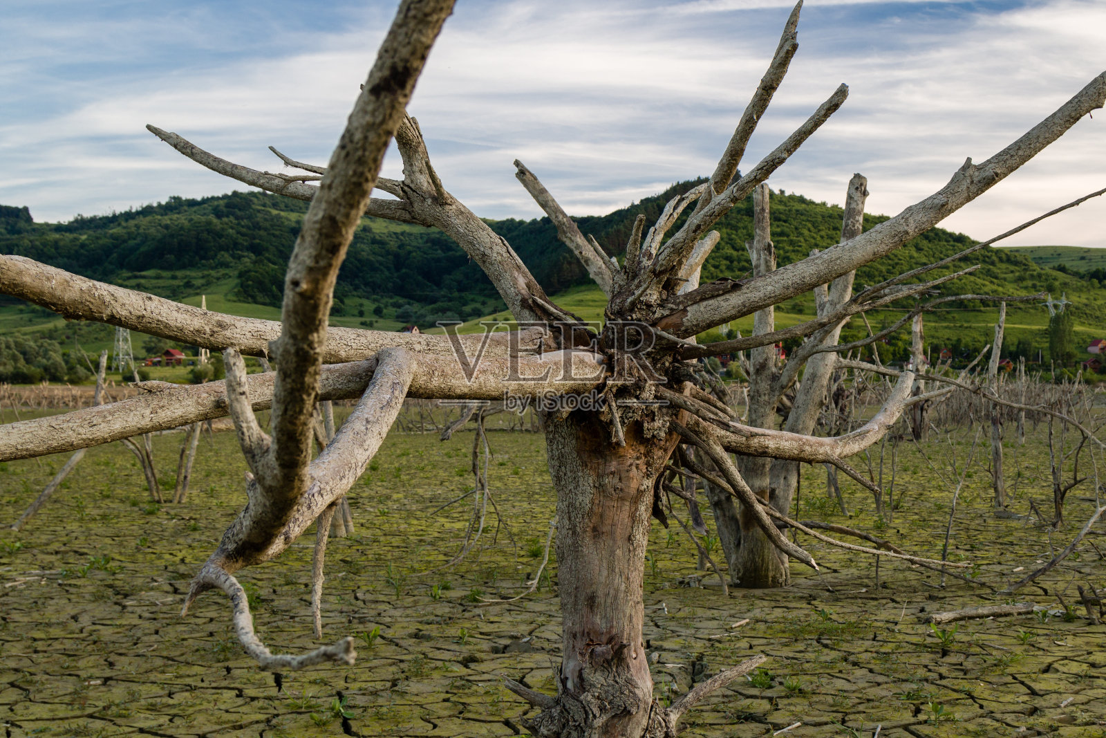 全球变暖的概念，枯树照片摄影图片