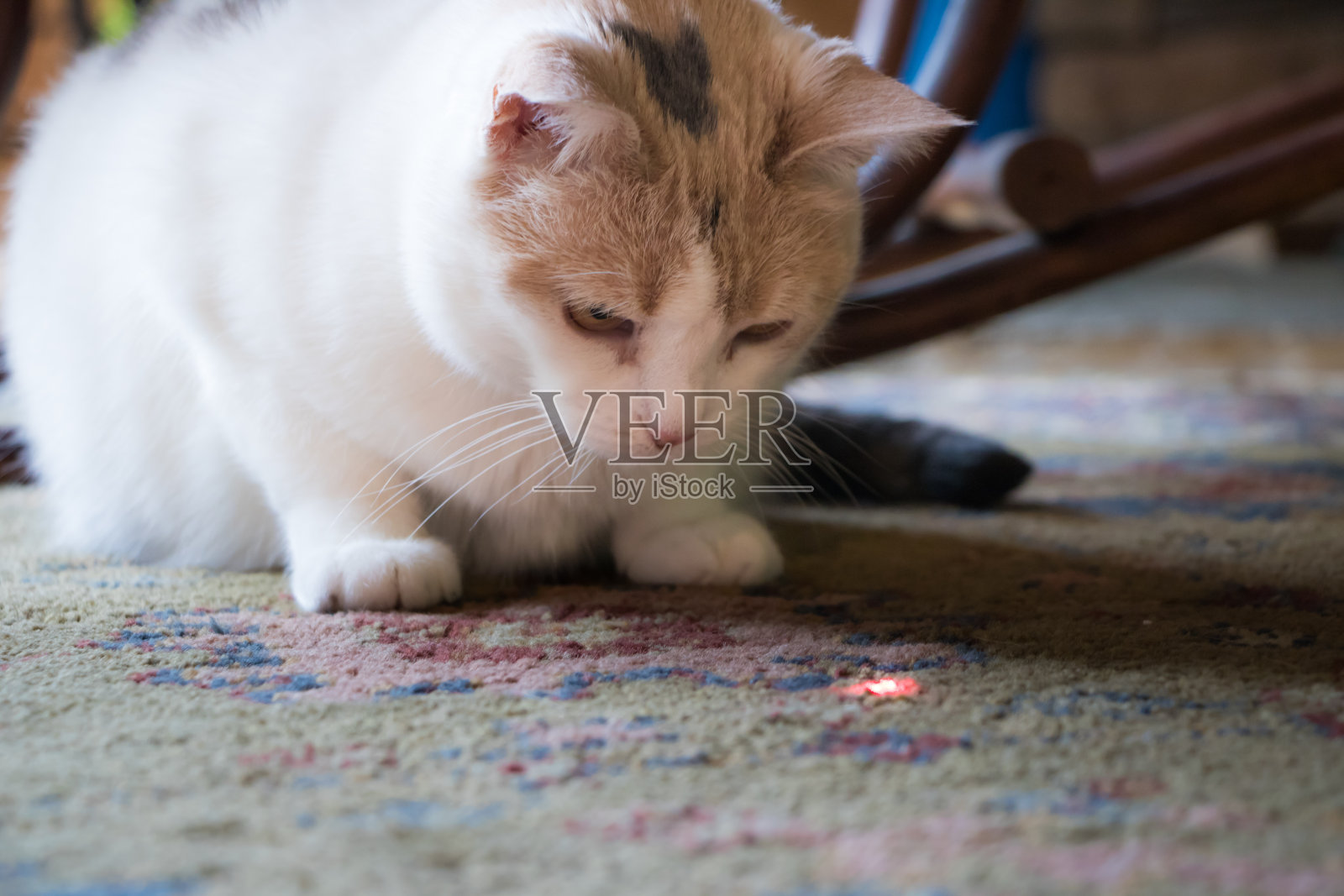 白花猫盯着激光照片摄影图片