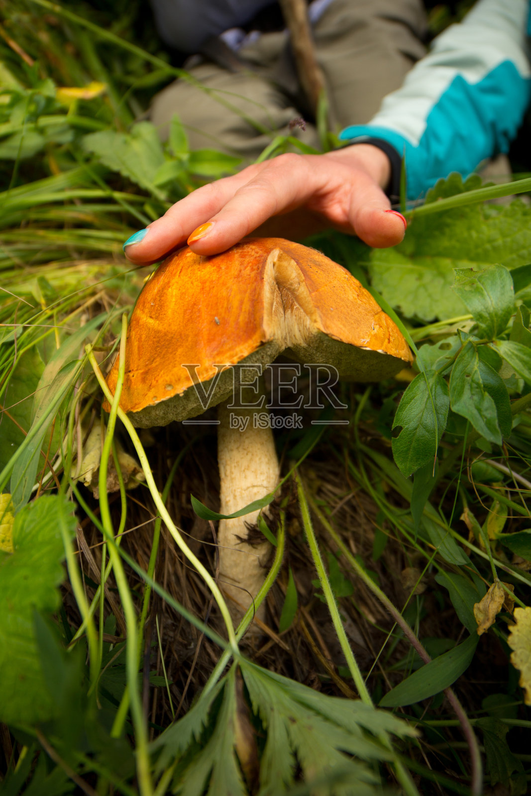 大蘑菇/爱丽丝梦游仙境照片摄影图片