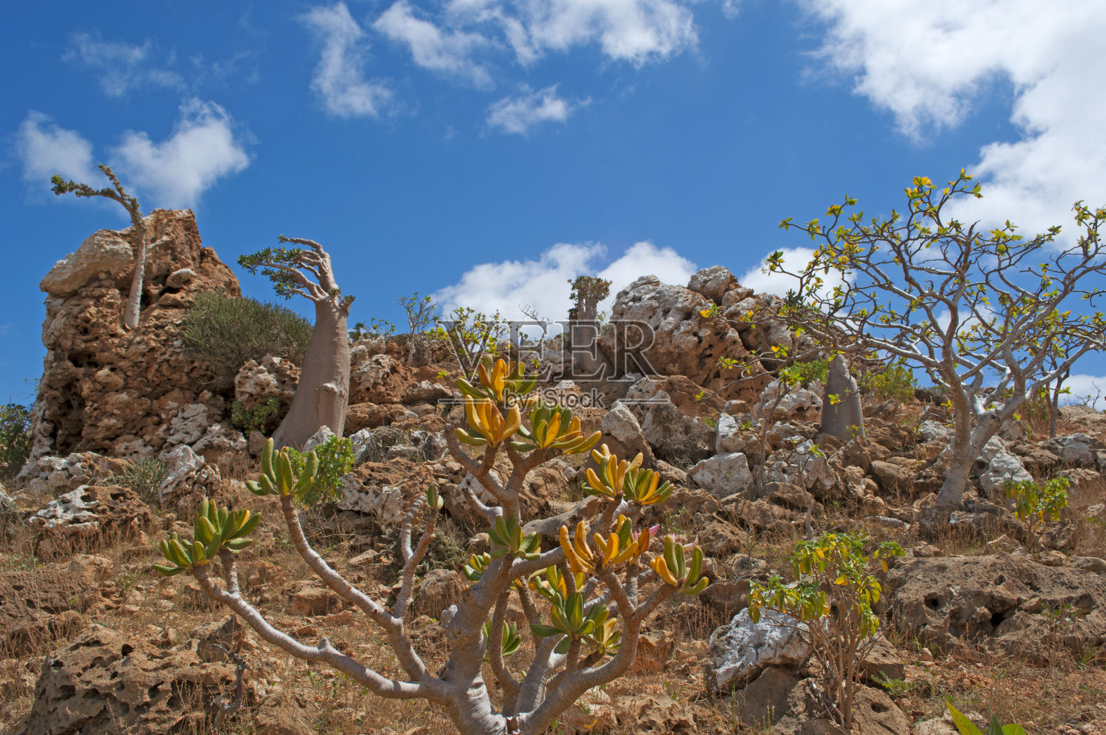 索科特拉:这是一种特有的开花植物，生长在霍希尔高原山上的龙血树森林中照片摄影图片