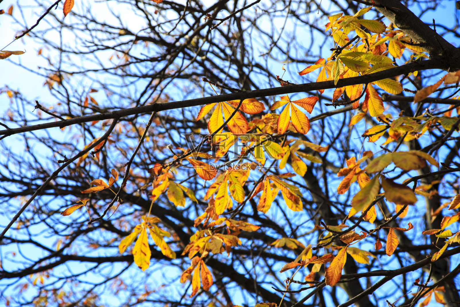 十月栗树照片摄影图片