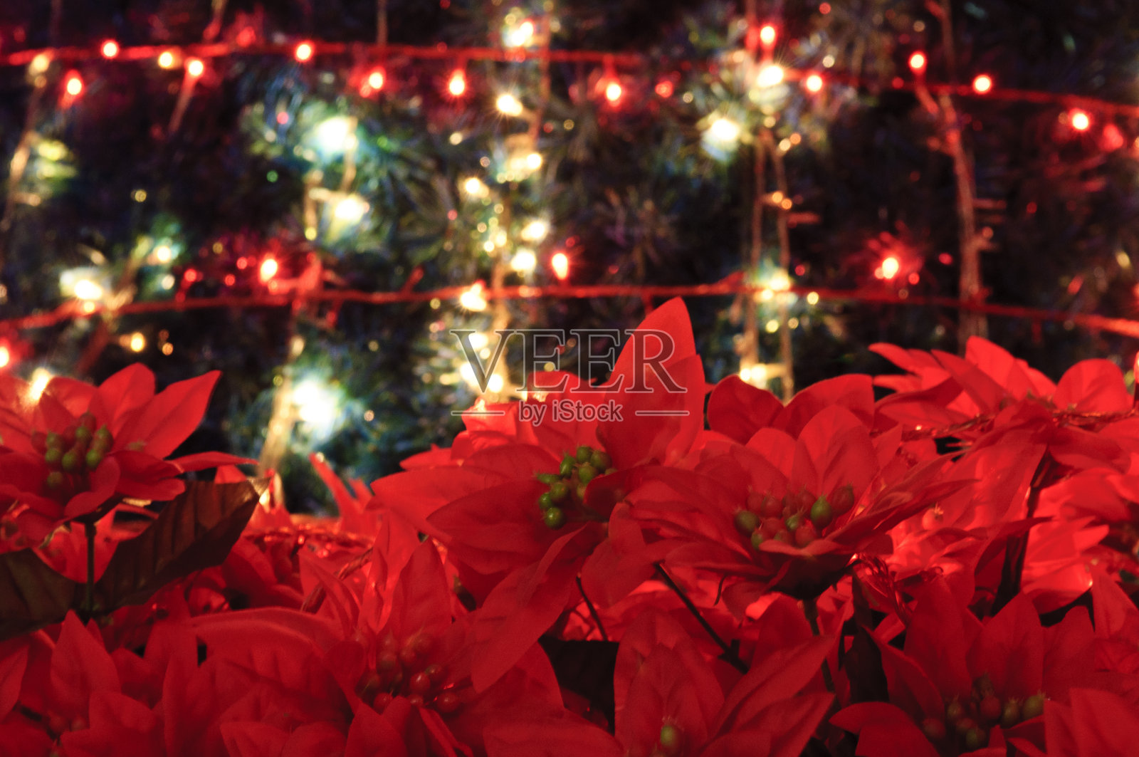 红花配圣诞树照片摄影图片