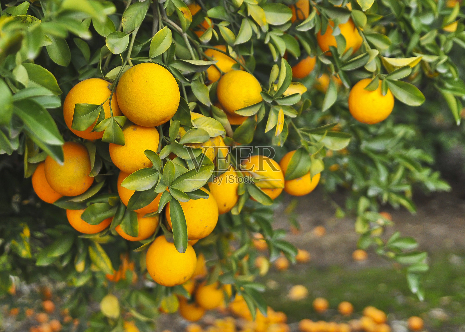 树上的鲜橙色海军橙照片摄影图片