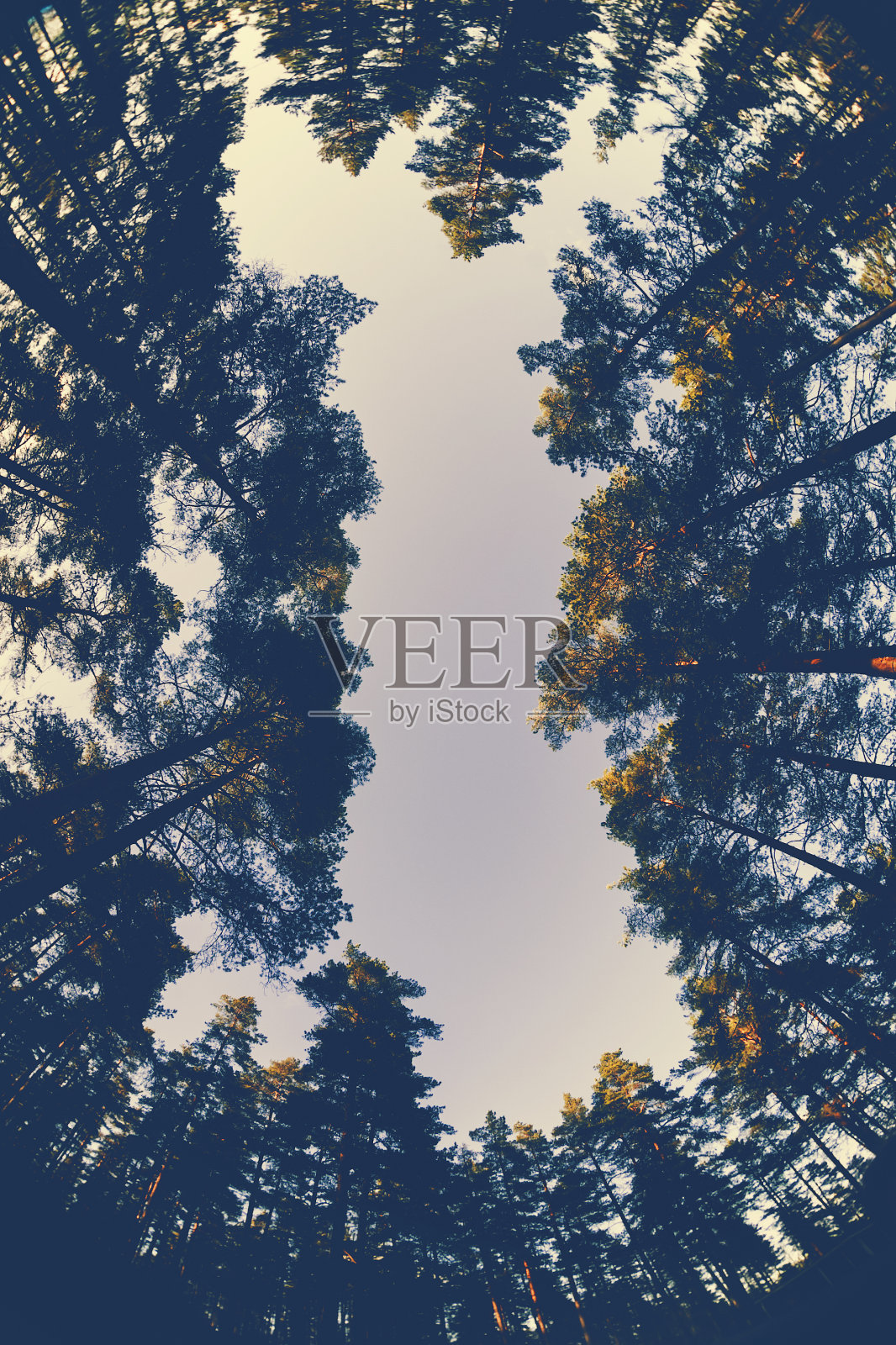 宽阔的鹰眼下的松树和五颜六色的天空照片摄影图片