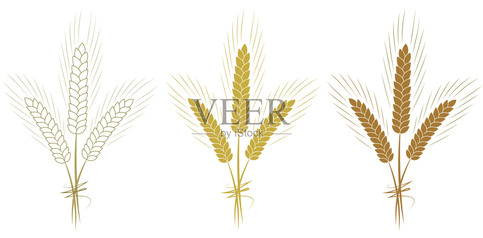 小麦穗设置孤立在白色背景矢量插图。插画图片素材
