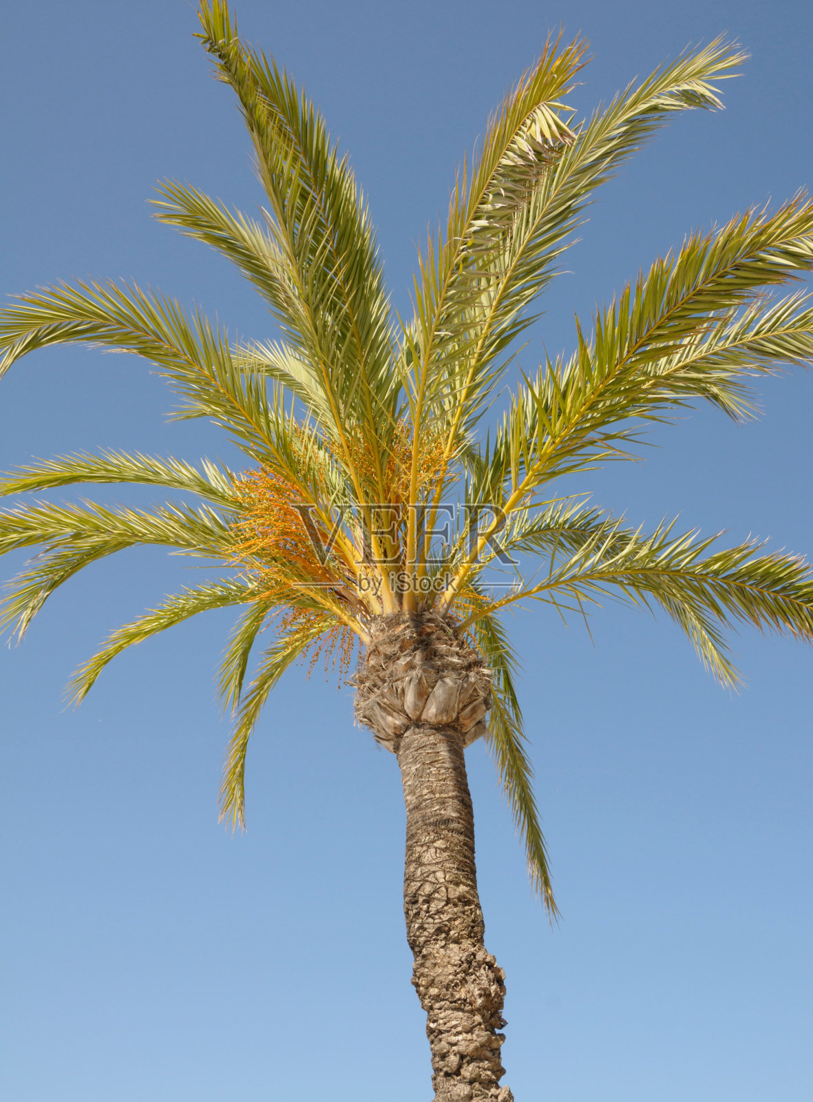 棕榈树照片摄影图片