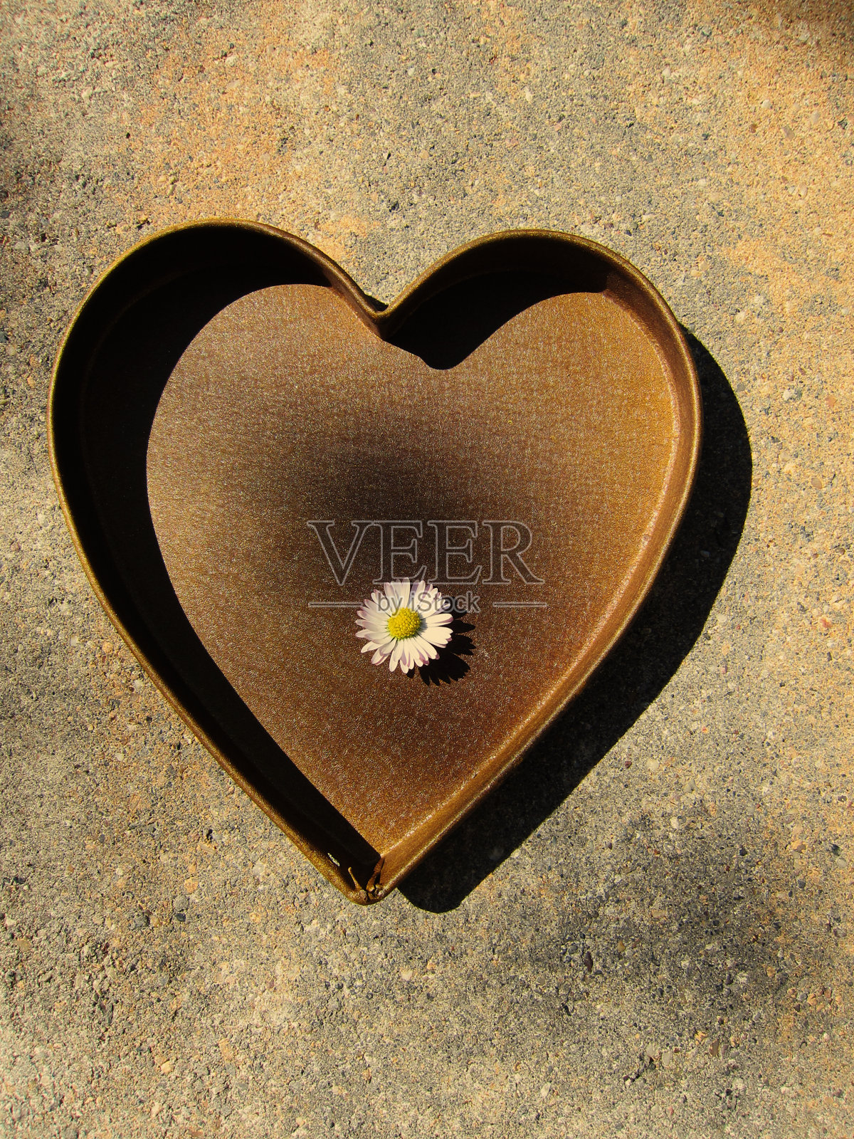 心形的雏菊照片摄影图片