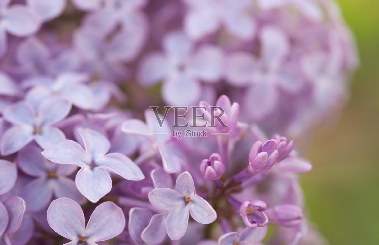 淡紫色的花。关闭。照片摄影图片