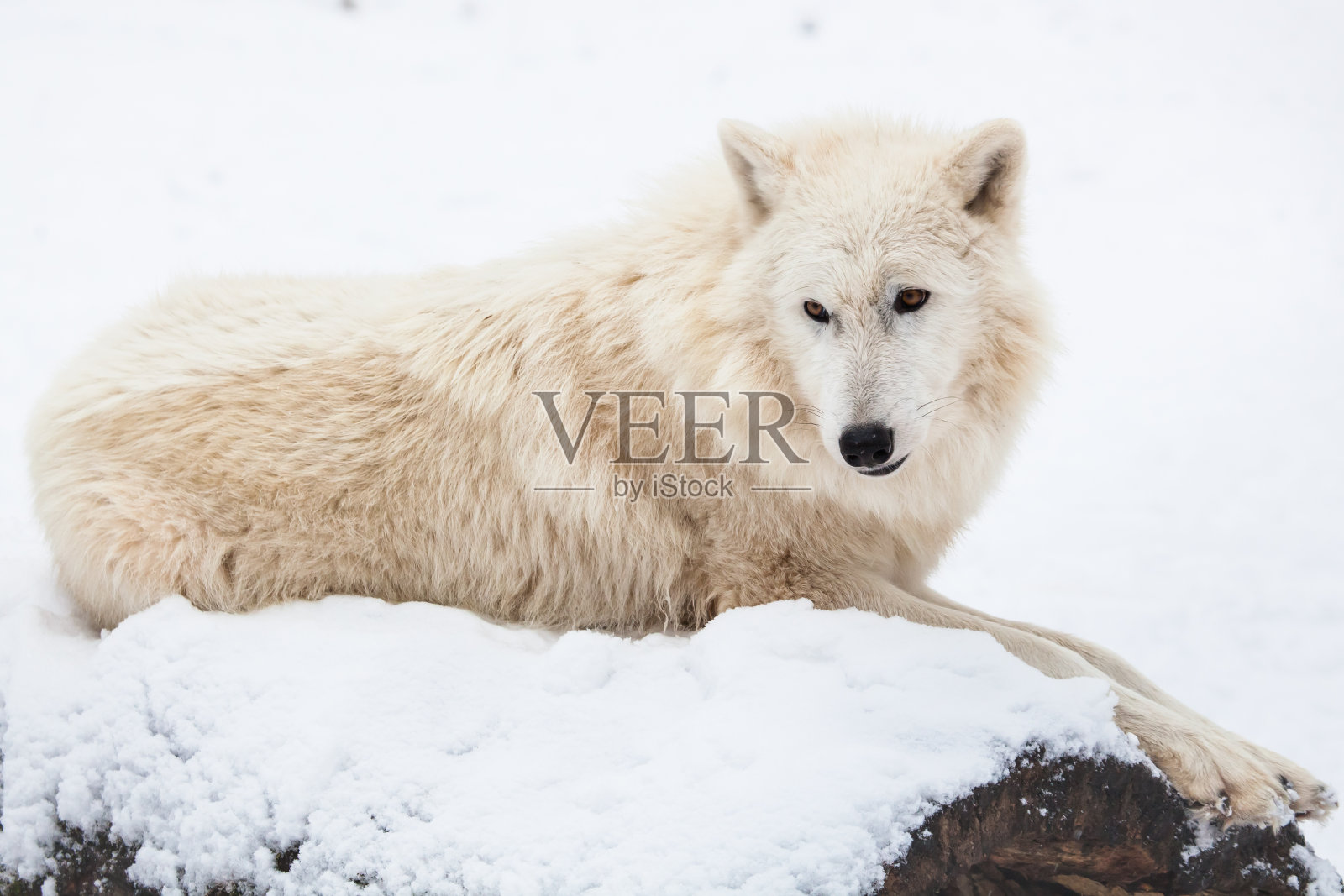 休息北极狼照片摄影图片