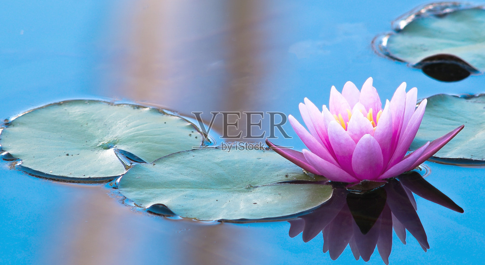 粉红色的睡莲在一个和平的自然环境照片摄影图片