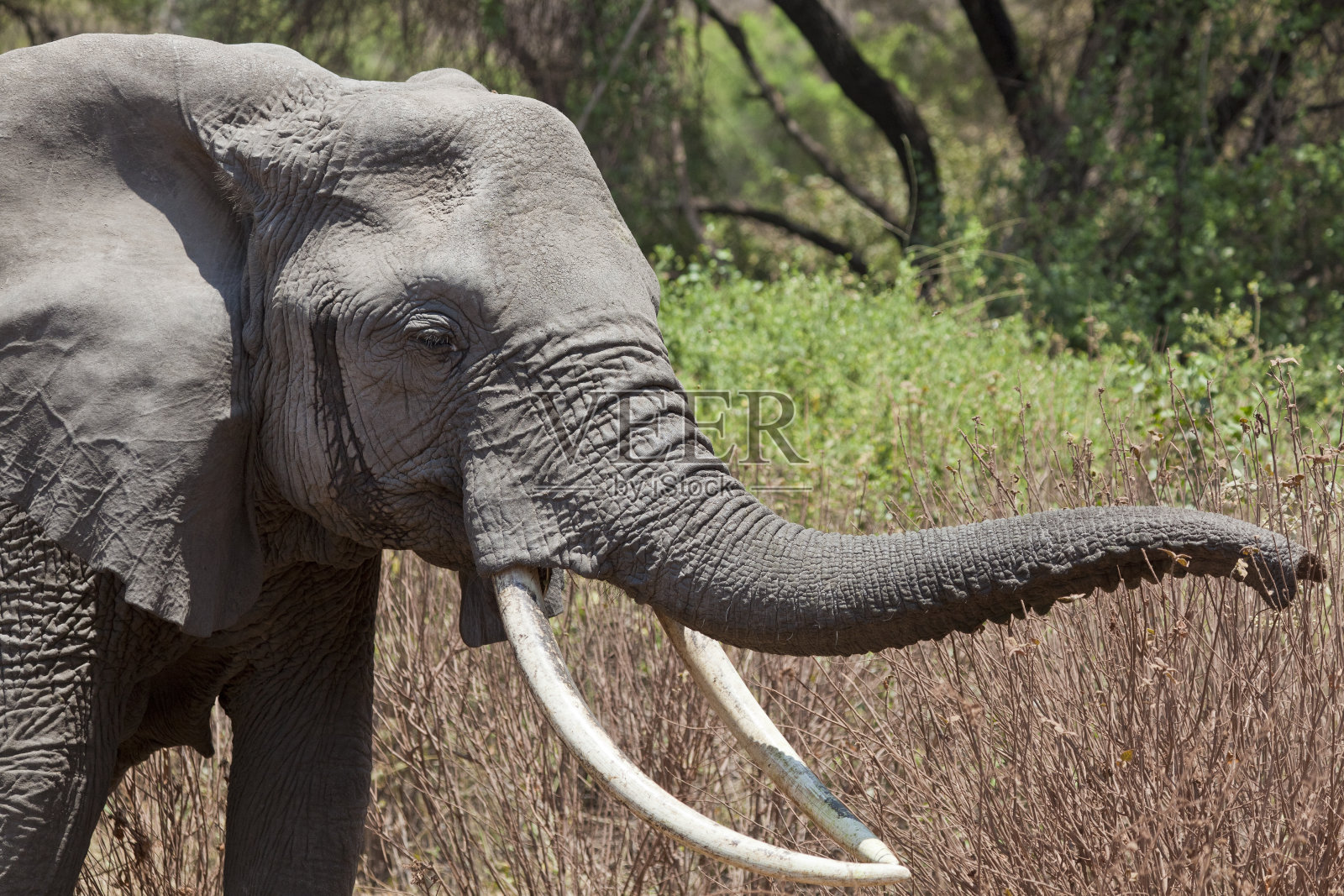 大象在坦桑尼亚曼雅拉森林湖放牧照片摄影图片