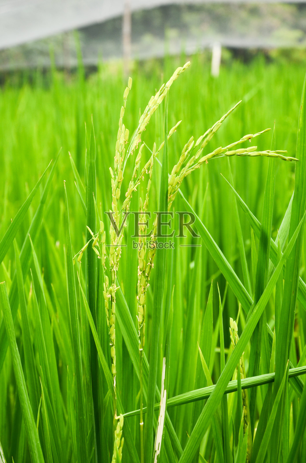 稻田。照片摄影图片