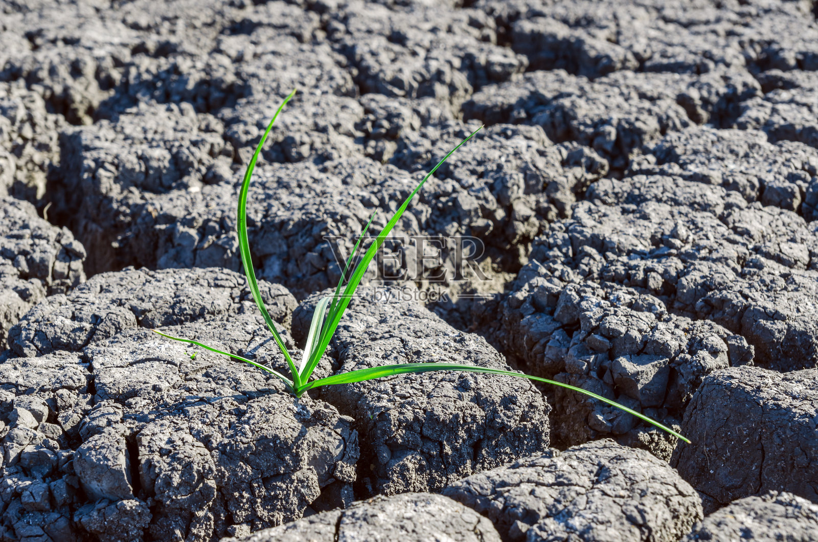 孤独的绿色植物在干旱的土地上照片摄影图片