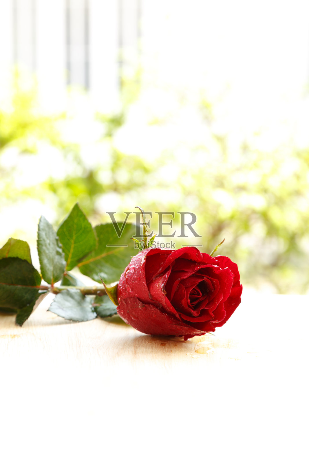 美丽的红玫瑰花照片摄影图片