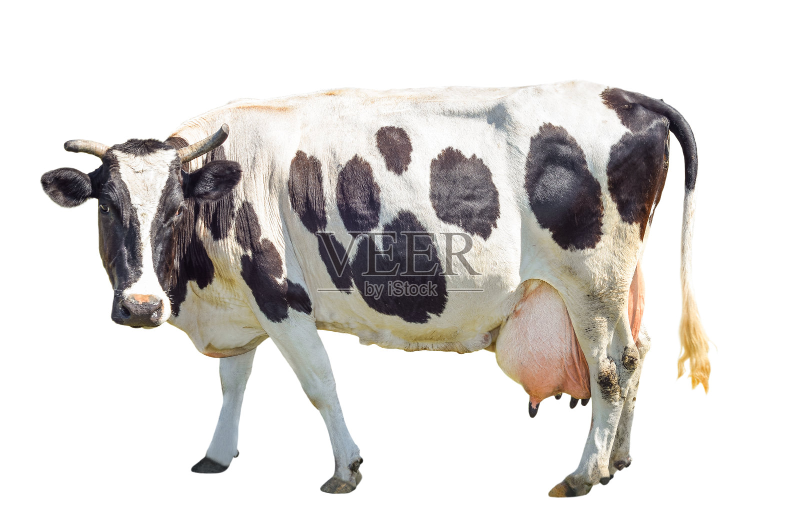 黑色和白色的母牛，有一个大乳房，孤立在白色背景上。照片摄影图片