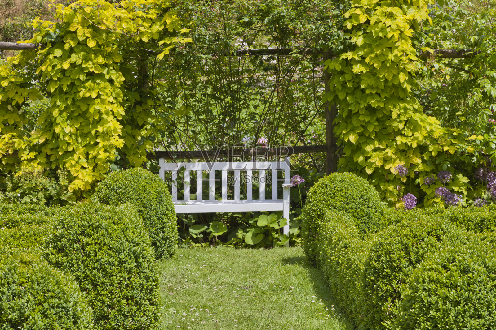 白色长凳下的藤架在一个夏天的花园与修剪盒树篱。照片摄影图片