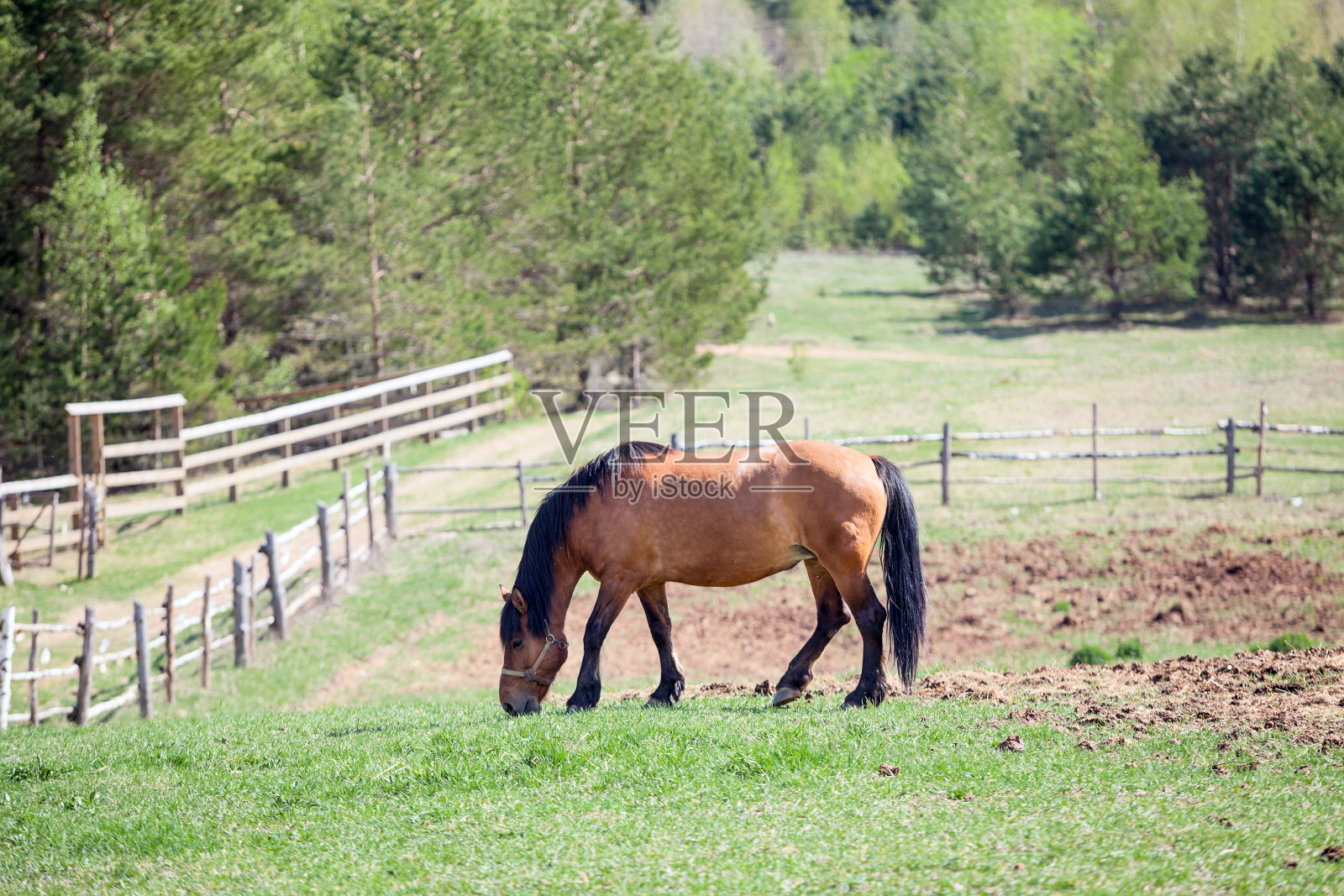一匹栗色的马在围场里吃草照片摄影图片