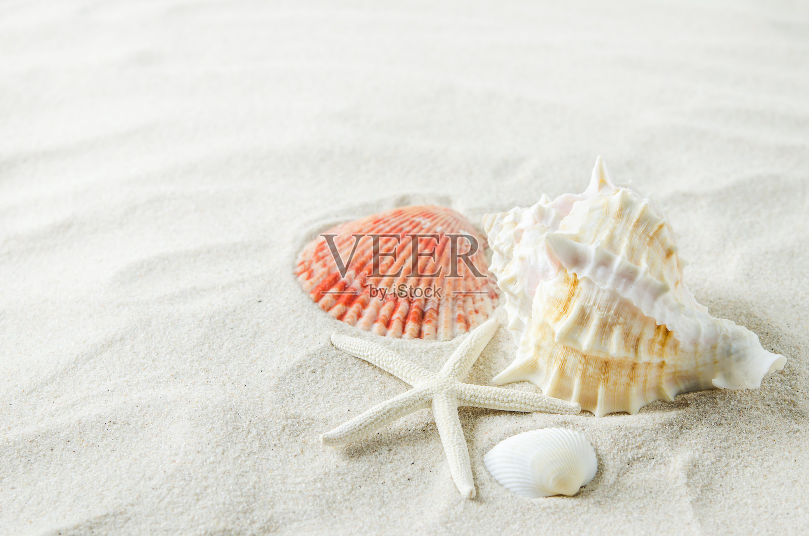 近距离的海星和贝壳在白色的沙子背景照片摄影图片