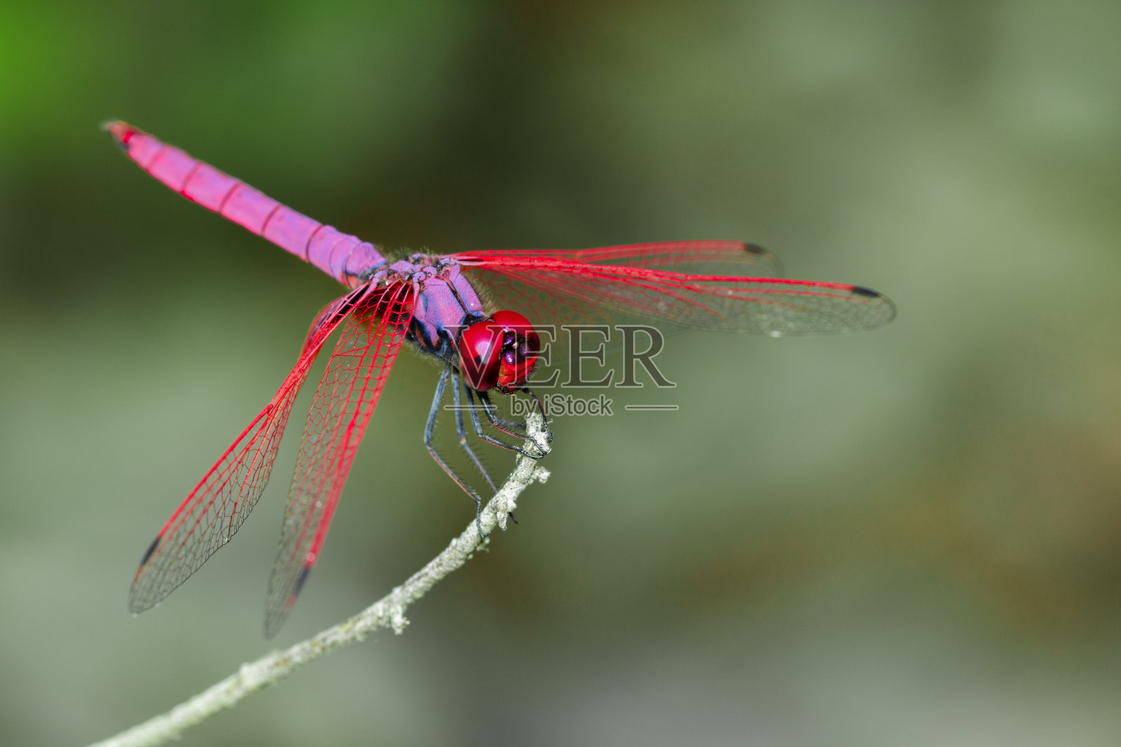 自然背景上的蜻蜓图片(Trithemis aurora)。昆虫的动物照片摄影图片