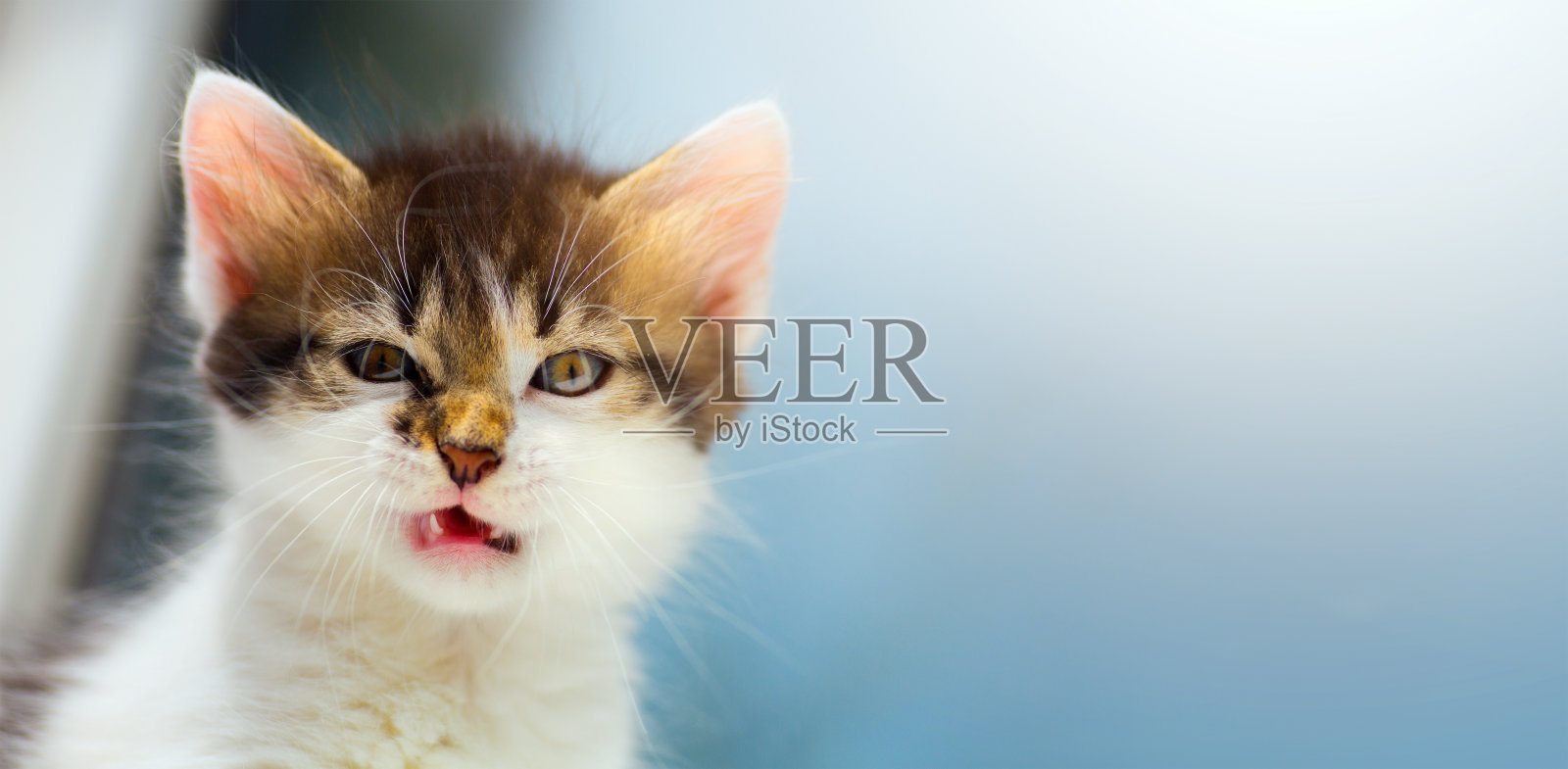 nvexed猫;疯狂的小猫的脸照片摄影图片